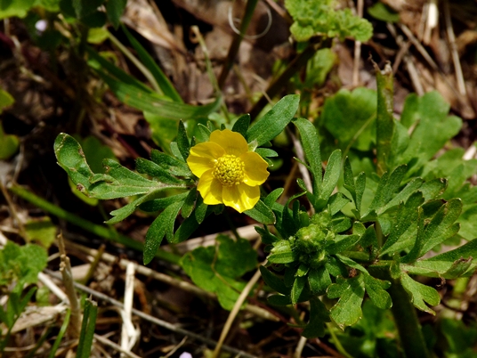 {Ranunculus sardous}